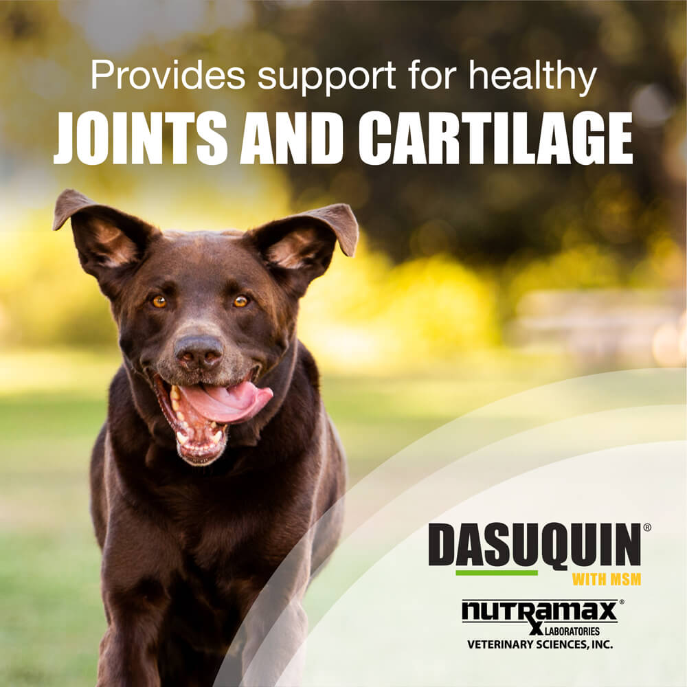 nutramax dasuquin with msm for large dogs 60lbs and over, joint health supplement, chewable tablets, 84 count
