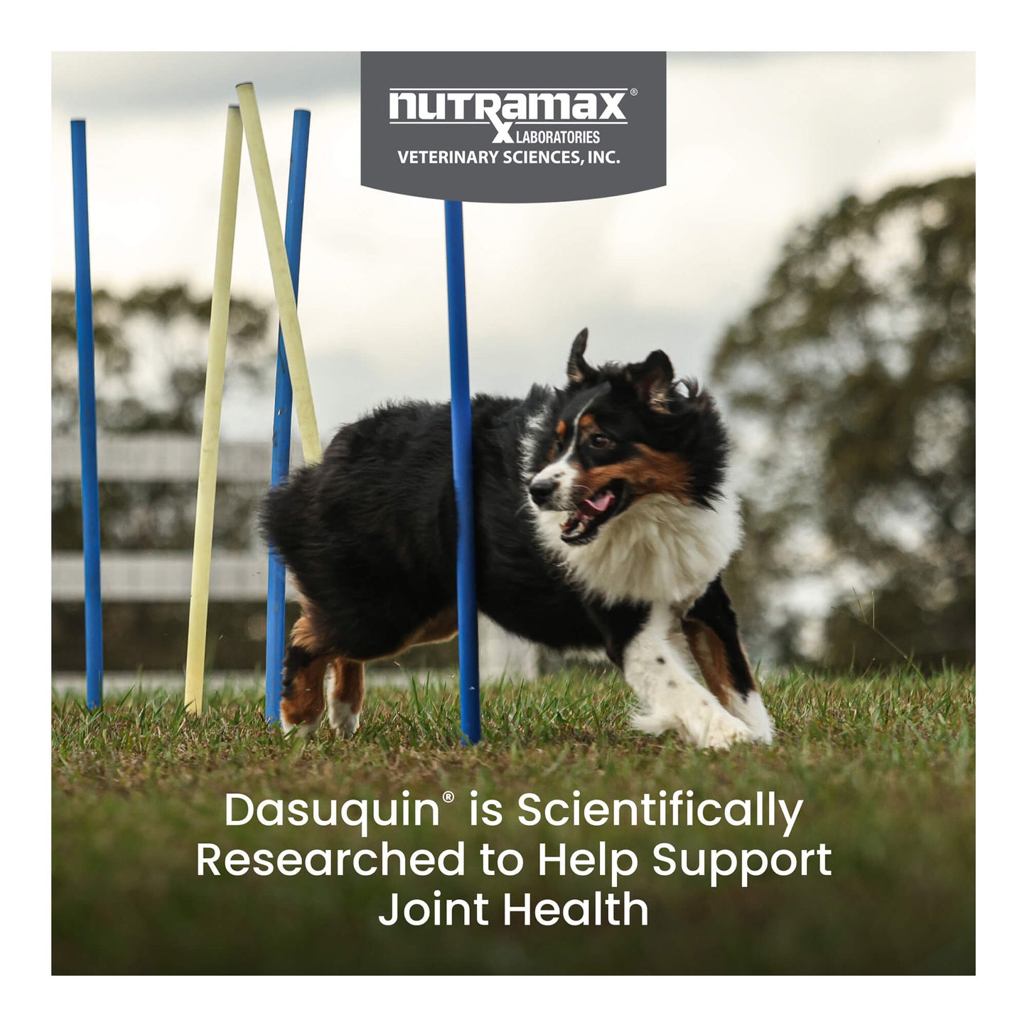 nutramax dasuquin with msm for large dogs 60lbs and over, joint health supplement, chewable tablets, 84 count