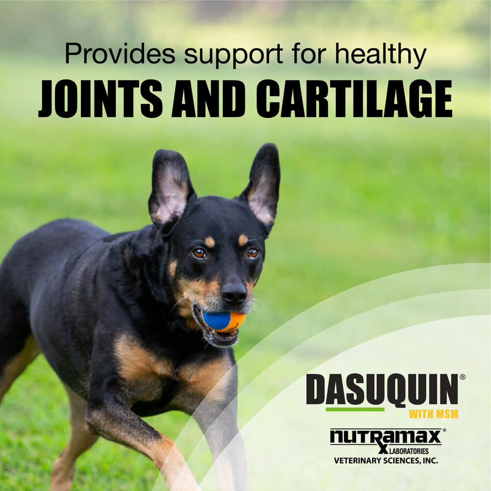 nutramax dasuquin with msm for large dogs 60lbs and over, joint health supplement, soft chews, 84 count