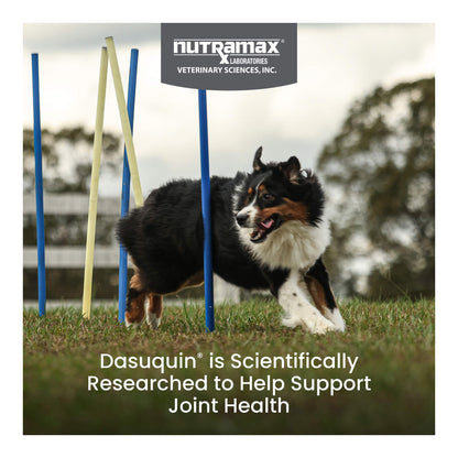 Nutramax Dasuquin with MSM for Large Dogs 60lbs and Over, Joint Health Supplement, Soft Chews, 150 Count