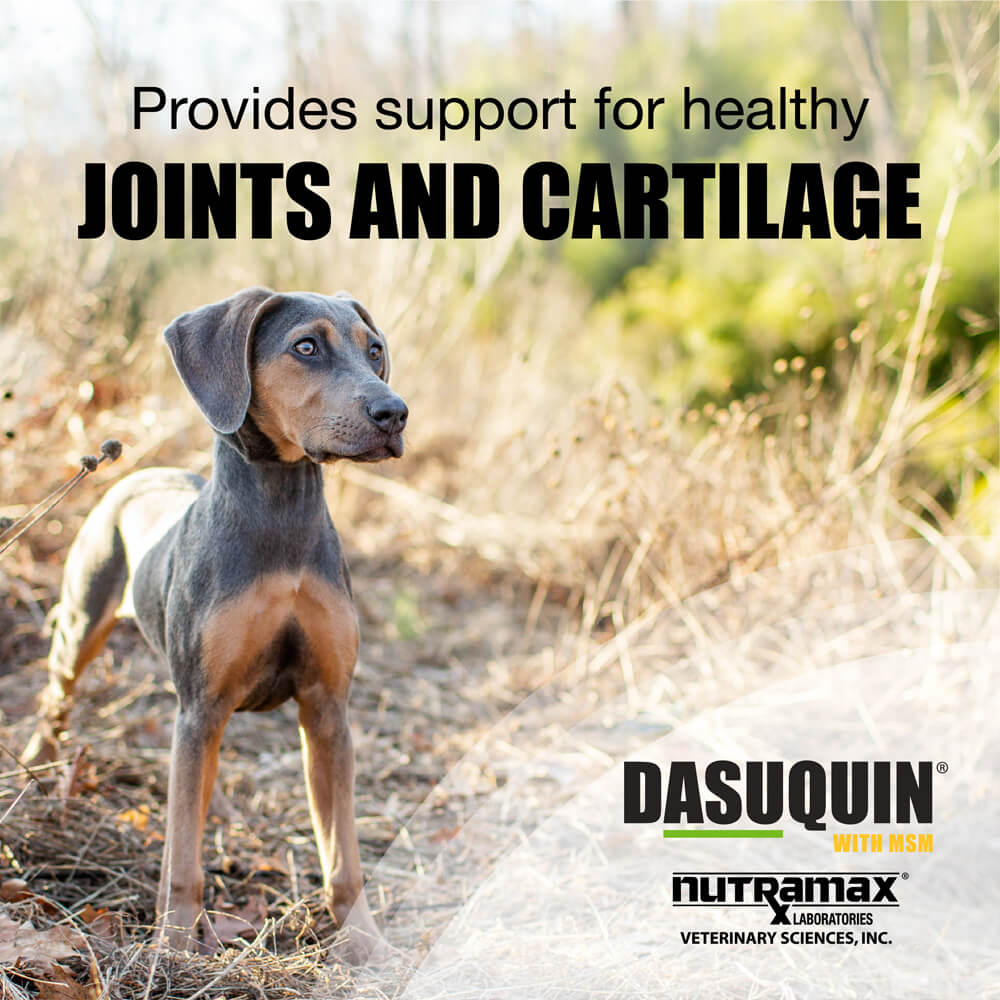 nutramax dasuquin with msm for small to medium dogs, joint health supplement, chewable tablets, 84 count