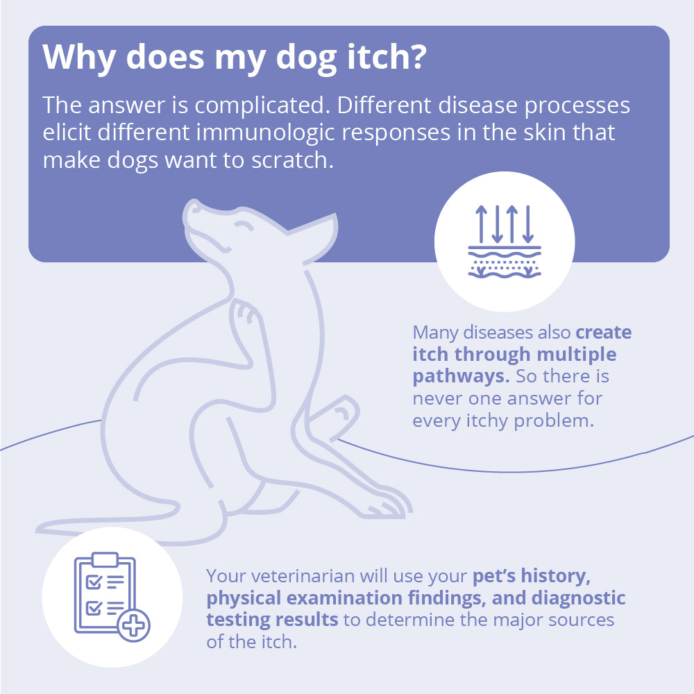 miconahex+ triz spray for dogs  cats and horses, 16 oz