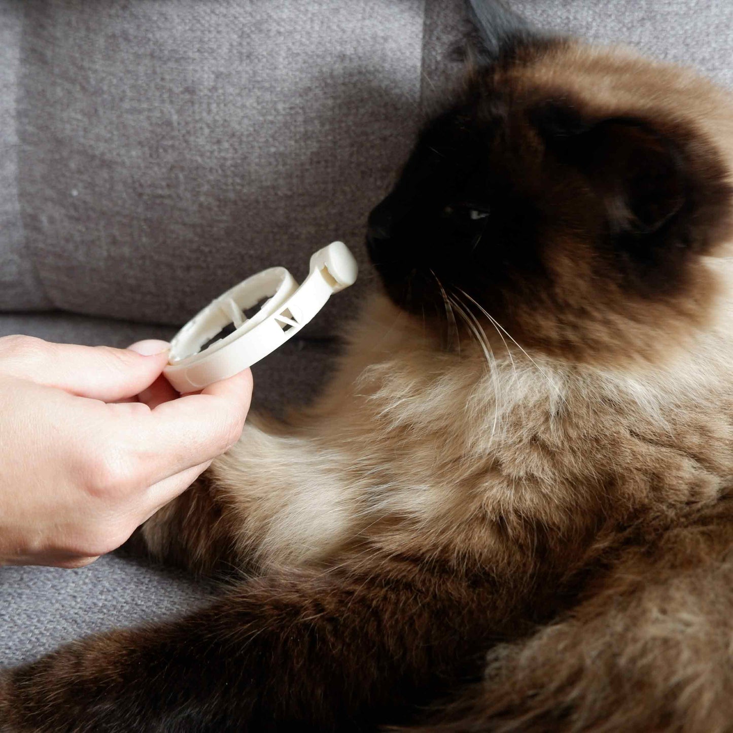 plant-based calming collar cat