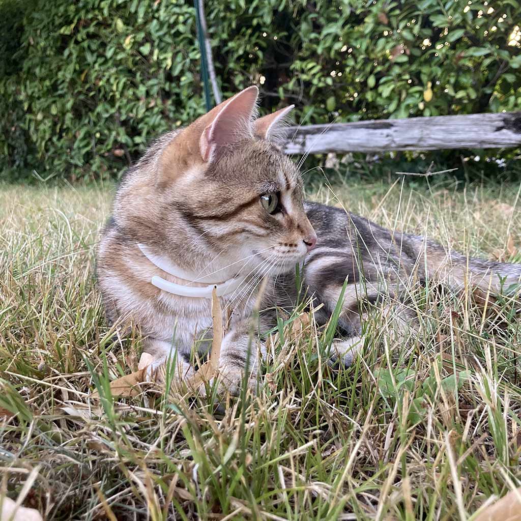 plant-based calming collar cat