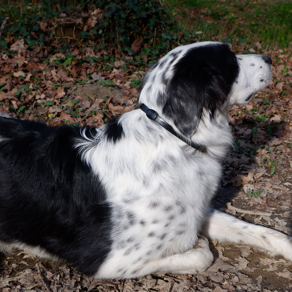 plant-based mobility collar for dogs
