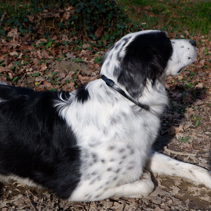 Plant-Based Mobility Collar for Dogs