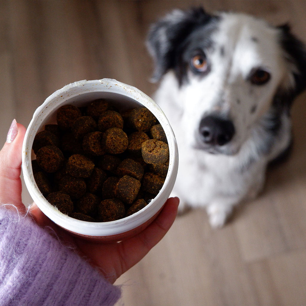 plant-based skin & coat soft chews, 90ct