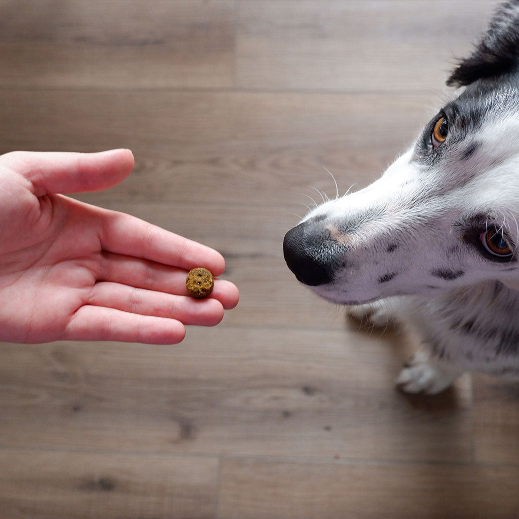 plant-based skin & coat soft chews, 90ct