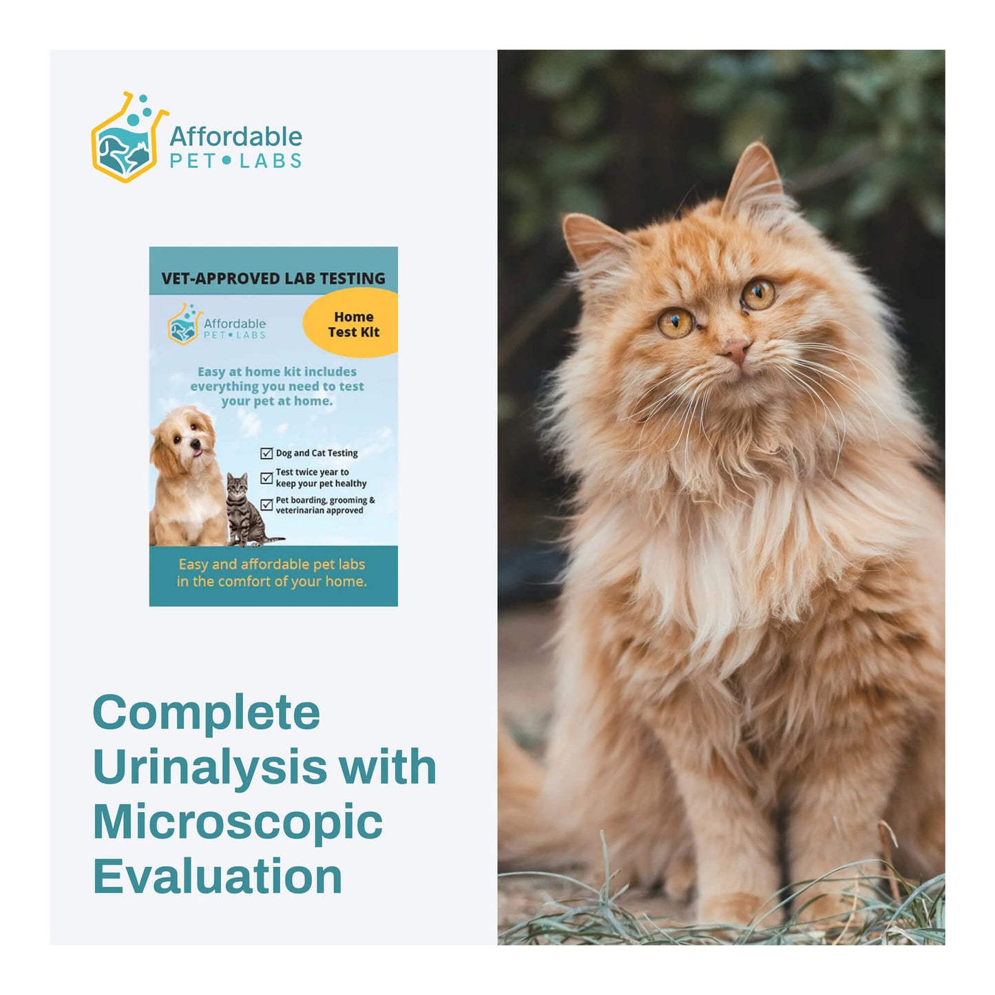 affordable pet labs complete urinalysis with microscopic evaluation for a cat easy home kit
