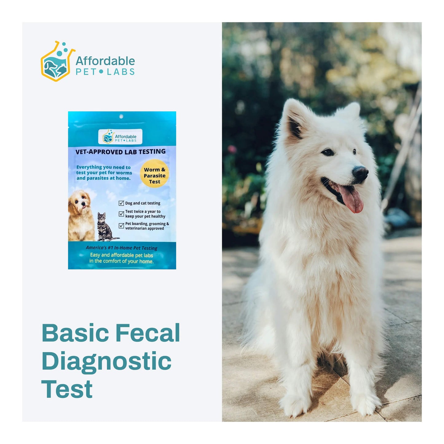 affordable pet labs basic fecal diagnostic test for dogs and cats easy home kit