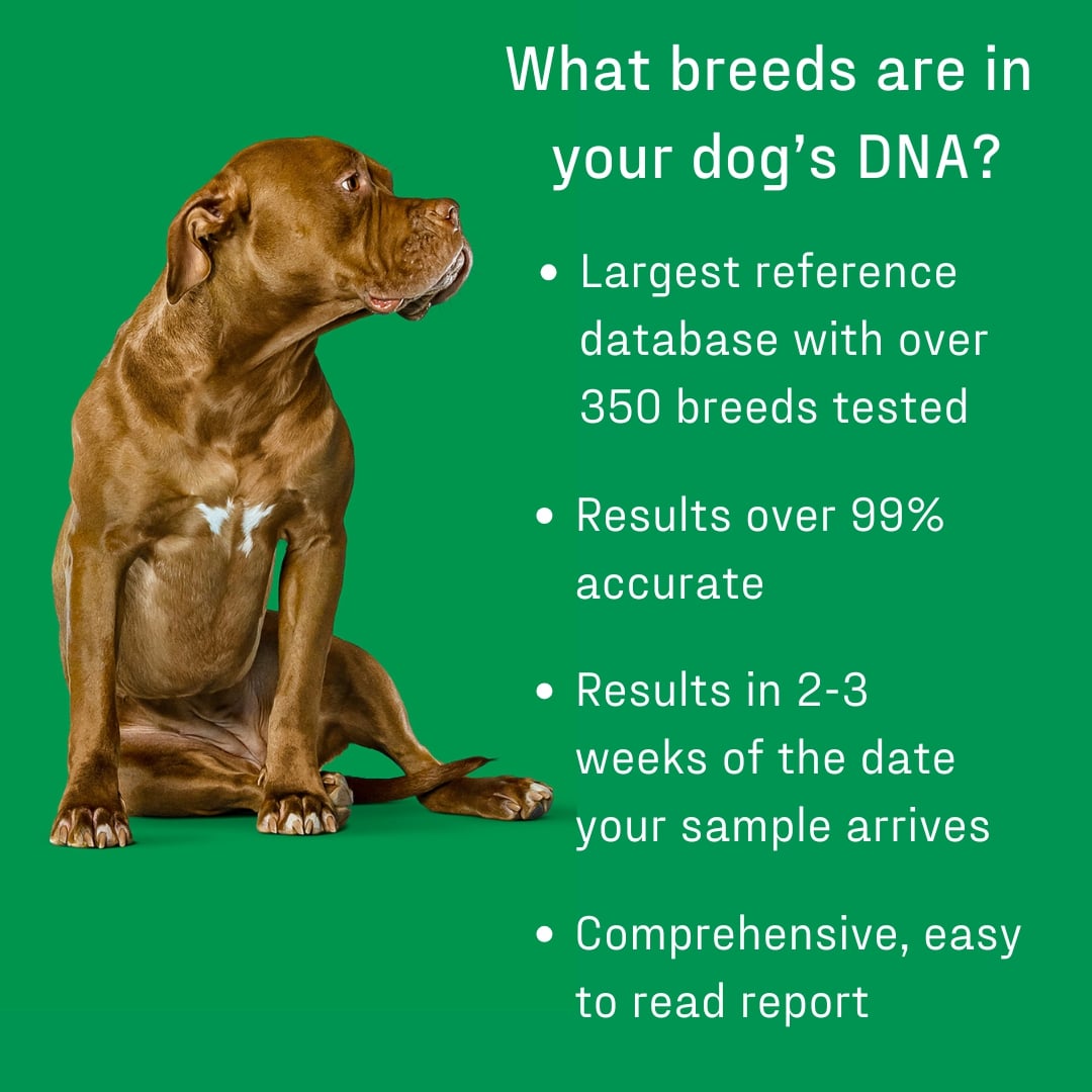 dna my dog essential breed id test