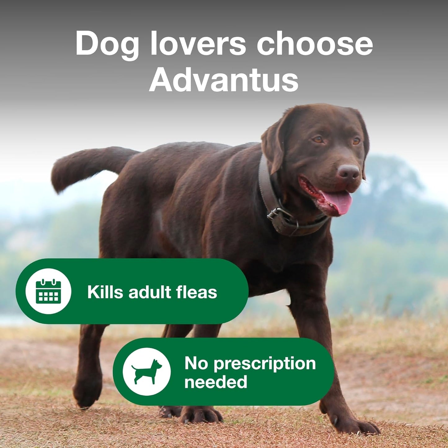 advantus soft chew for dogs 23-110 lb, 37.5mg, 7 count