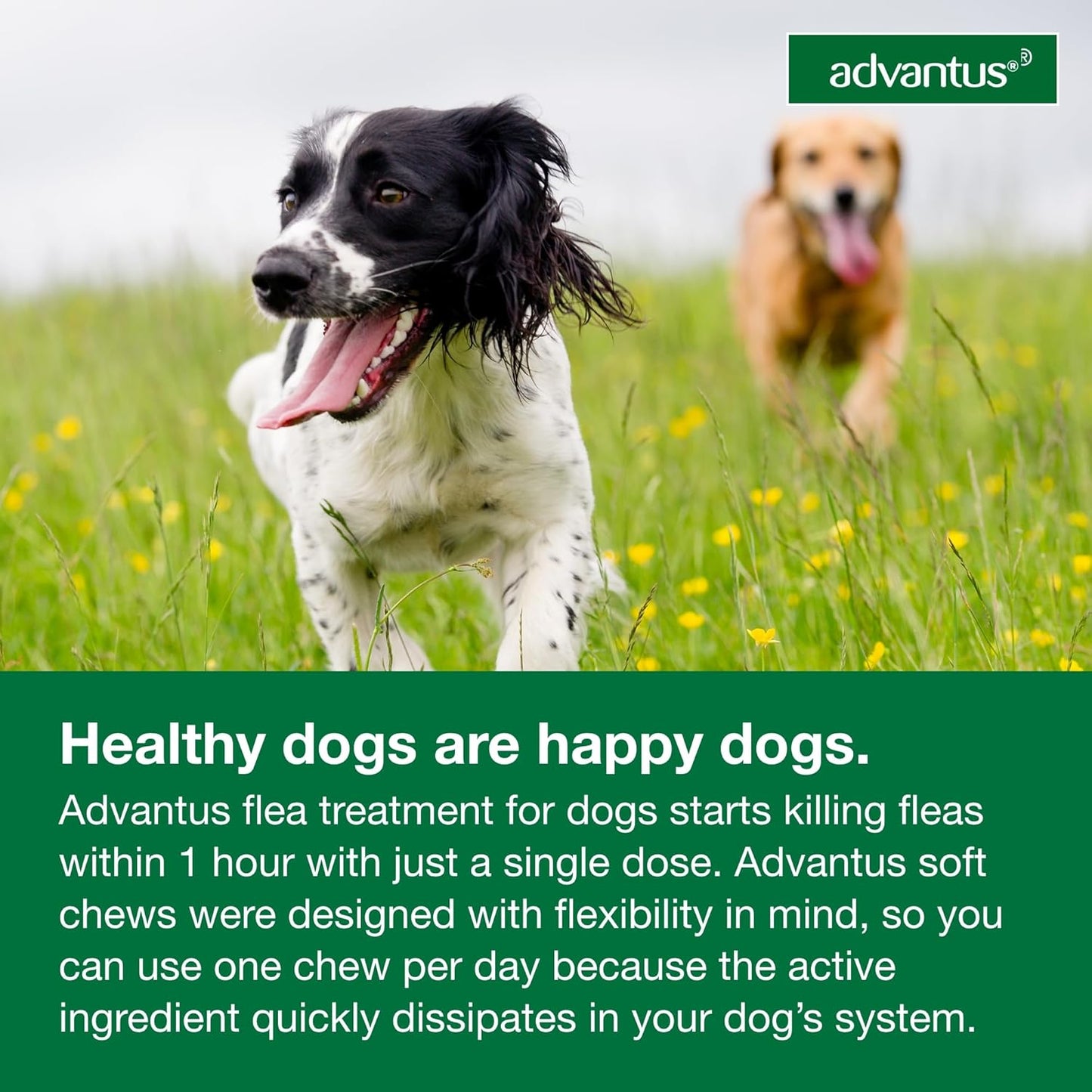 advantus soft chew for dogs 23-110 lb, 37.5 mg, 30 count