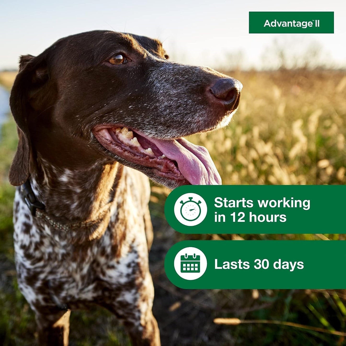 advantage ii dogs 11-20# - 4pk