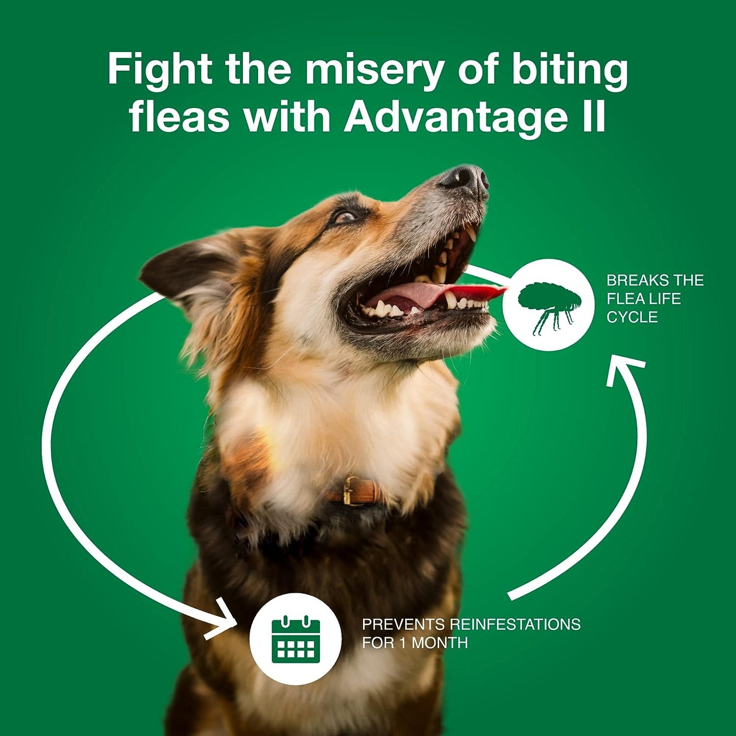 advantage dogs 21-55lb - 4pk