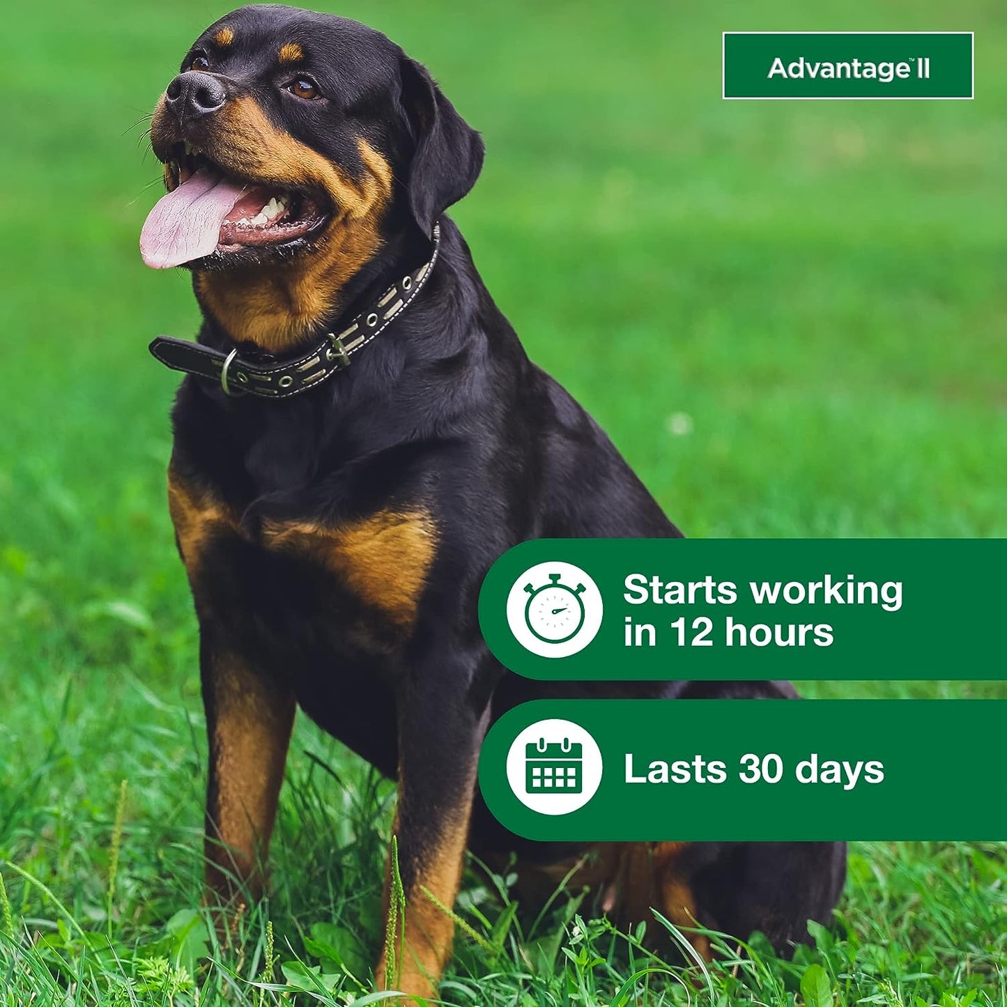 advantage ii dogs over 55 lb, 4pk