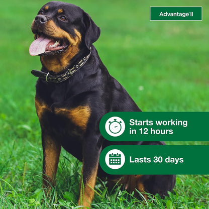 Advantage II Dogs Over 55 lb, 4pk