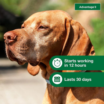 Advantage for Dogs 21-55lb - 6pk