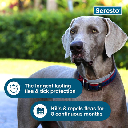 Seresto Flea and Tick Collar | Large Dog