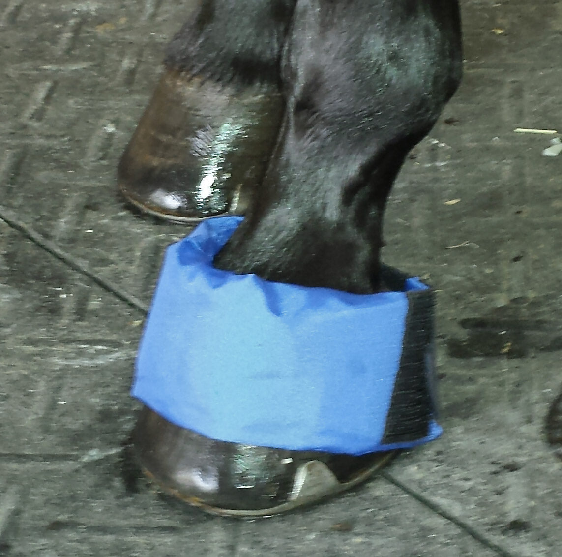 ez ice blue hoof/founder pack