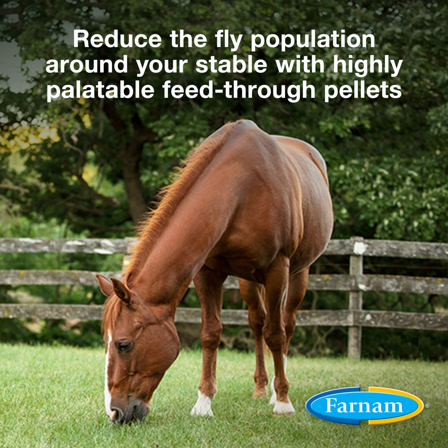 simplifly with larvastop feed control, 10 lb
