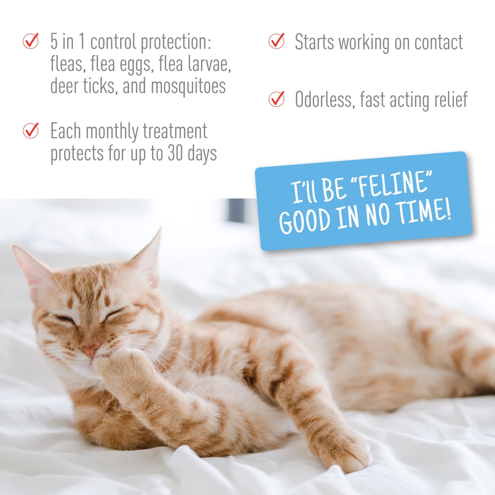 adams plus flea & tick spot on for cats 5 lbs and over
