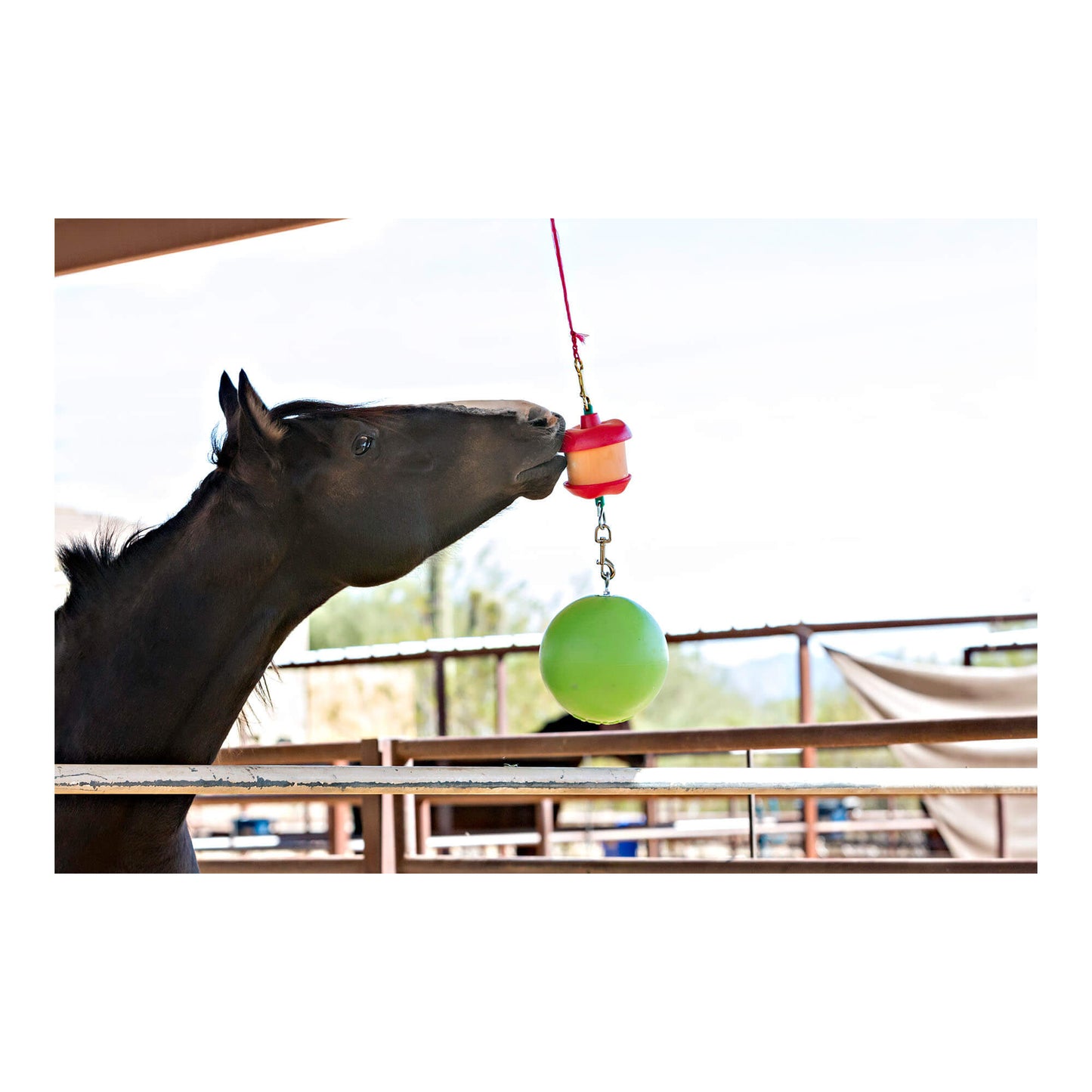 jolly stall snack w/ apple combo