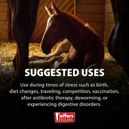 Jeffers Equine Probiotic Oral Gel for Horses, 30 cc Syringe – Supports Healthy Gut, Natural Appetite & Digestion, Horse Supplement w/ Prebiotics, Live Microbials (30M CFU), Vitamins A B E, USA Made