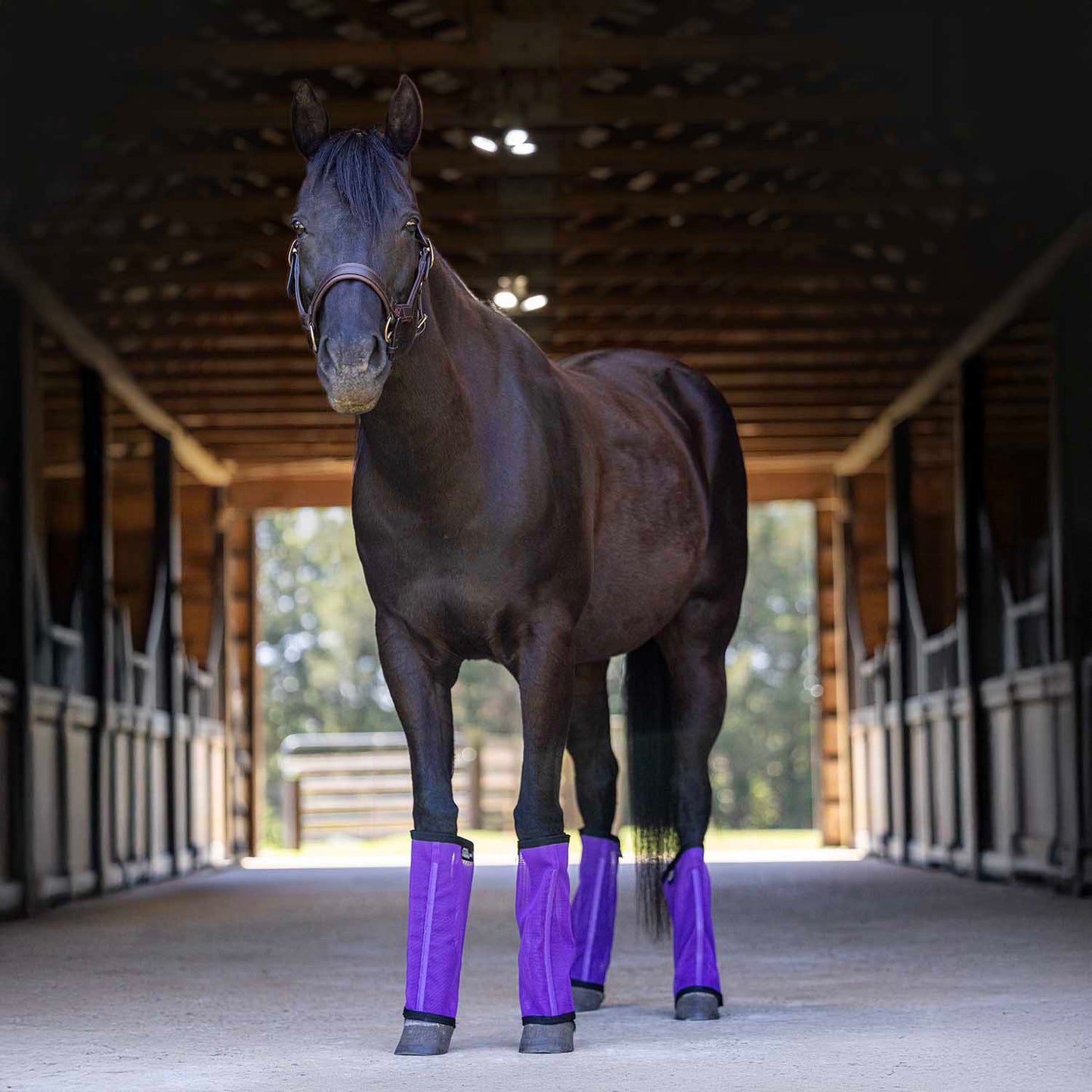 jeffers equine romper stomper fly boots for horses, indigo, medium, breathable mesh horse leg protection leggings, adjustable, chemical free, easy clean, reduce stomping, equine accessories - 4 pack