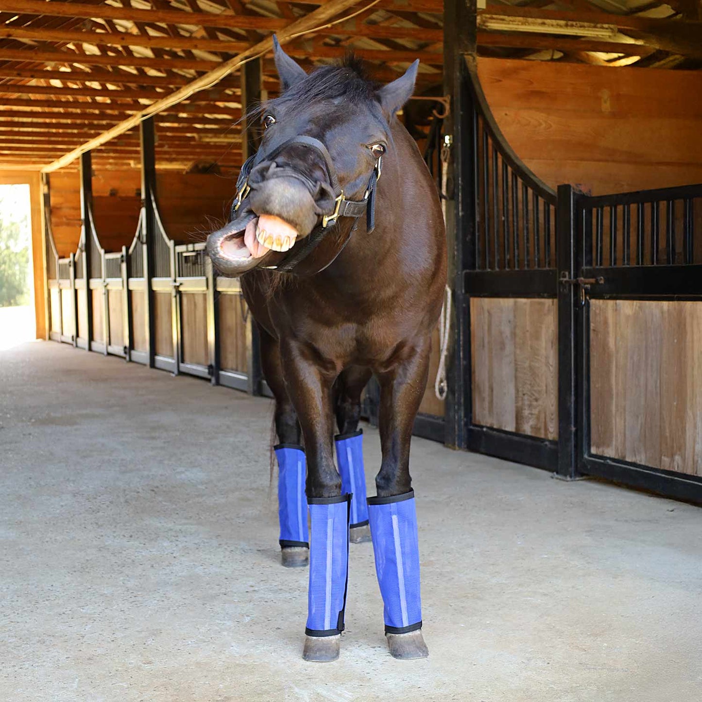 jeffers equine romper stomper fly boots for horses, indigo, medium, breathable mesh horse leg protection leggings, adjustable, chemical free, easy clean, reduce stomping, equine accessories - 4 pack
