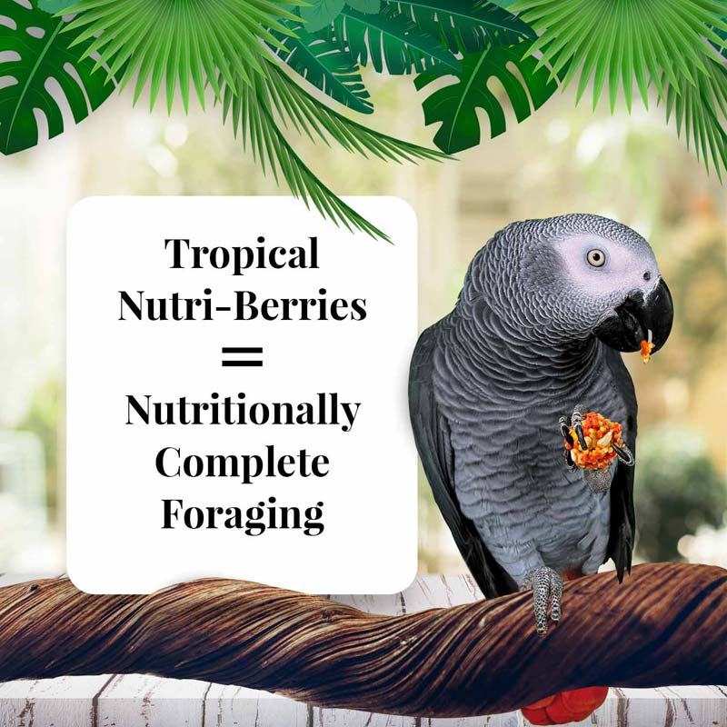 lafeber parrot tropical fruit nutri-berries, 10 oz bag