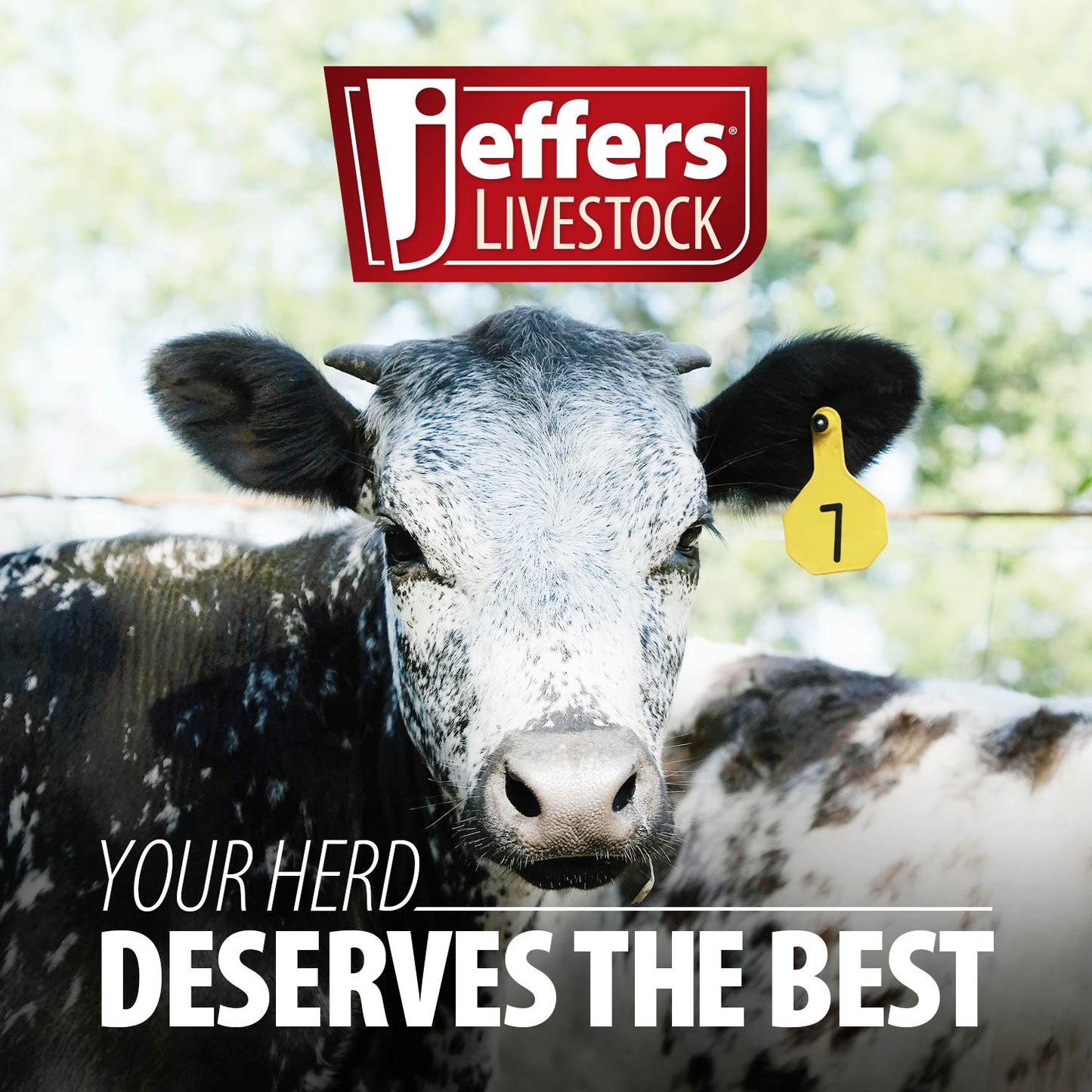 jeffers pour on gun for livestock animals, 70 ml, applicator gun with clear barrel, durable plastic dosing tool, precise 2 ml increments for cattle, sheep, goats, horses, veterinary & farm supplies