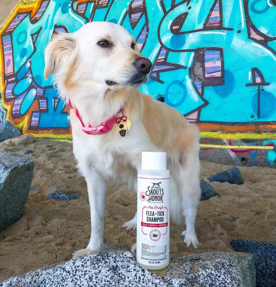 flea + tick shampoo, 16oz