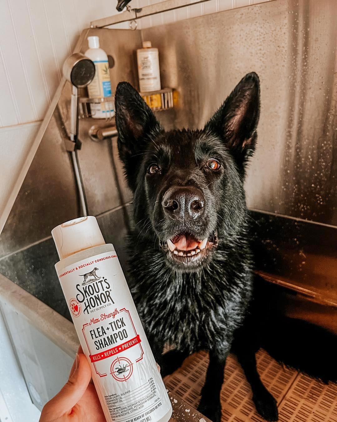flea + tick shampoo, 16oz