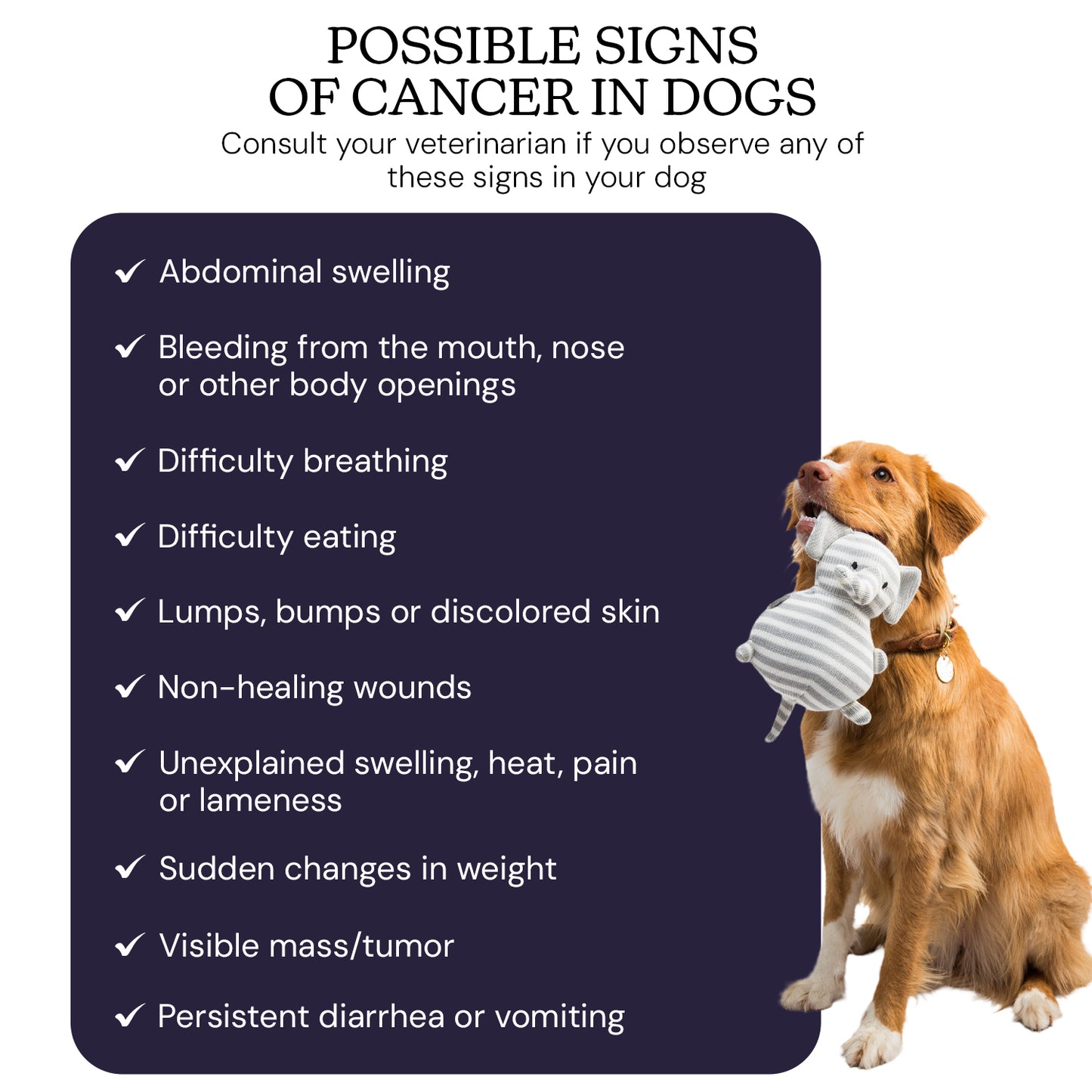 oncotect essential dog cancer screening test kit