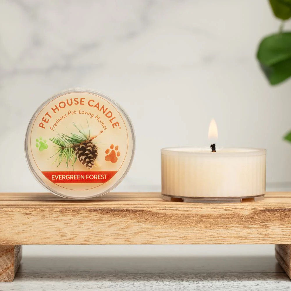 mini candle, evergreen forest