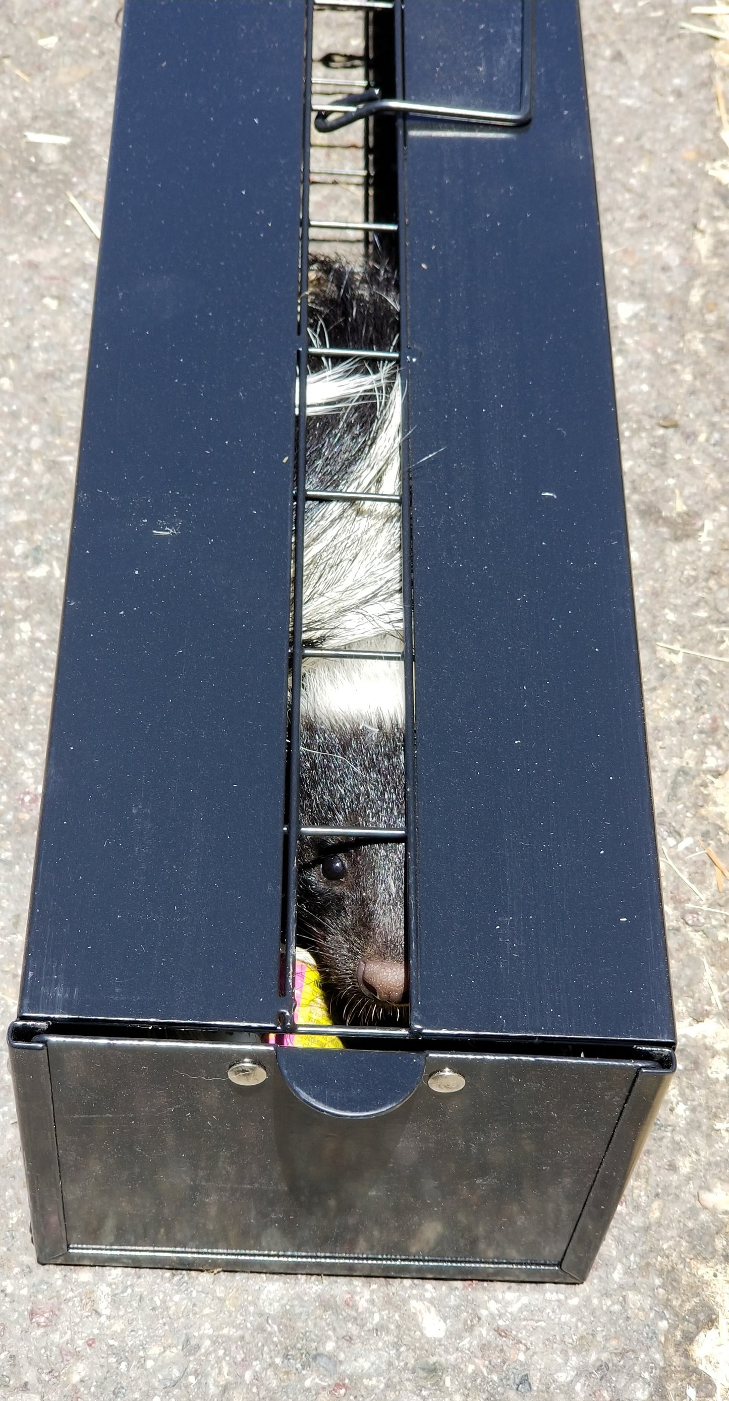 skunkinator, blk, 33" x 5.25" x 4"