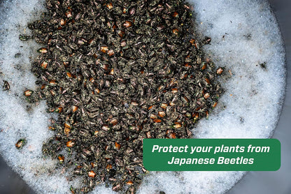 Rescue! Japanese Beetle Refill