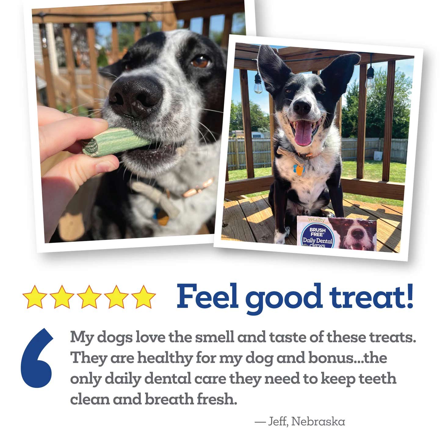 vetality brush free daily dental chews for dogs`
